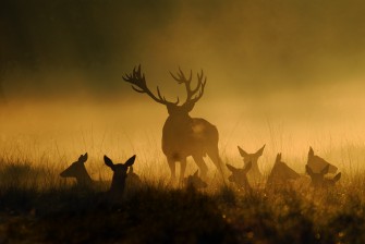 September – Schwerpunkt: Rotwild