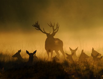 September – Schwerpunkt: Rotwild