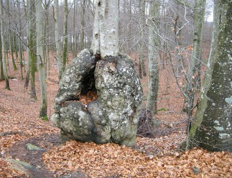 Nationalpark im Hunsrück rückt immer näher