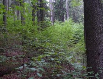 Wildniskonferenz 2010