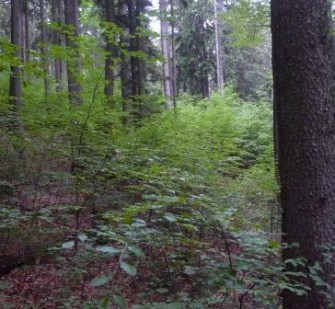 Wildniskonferenz 2010