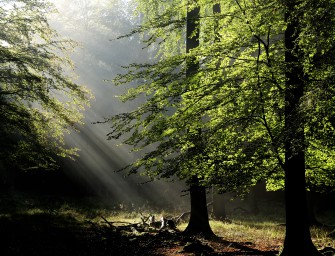 Studie belegt: Die Deutschen sind Naturliebhaber