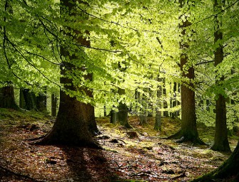 Alte Buchenwälder als UNESCO – Weltkulturerbe