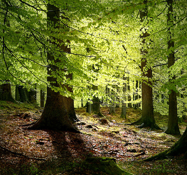buchenwaldwikimalenethyssen.jpg
