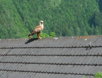 Gemeinsames Vorgehen gegen das Vergiften von Greifvögeln