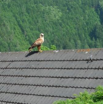 Gemeinsames Vorgehen gegen das Vergiften von Greifvögeln
