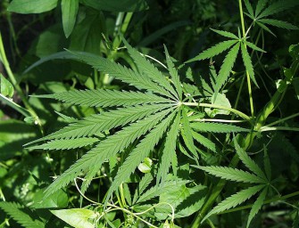 Jäger entdeckt Rauschgift-Plantage.