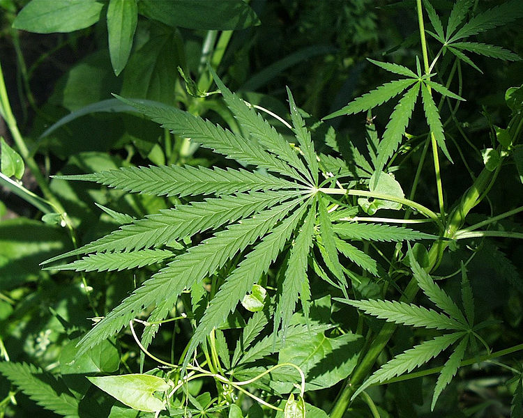cannabisusfishandwildlifeservice.jpg