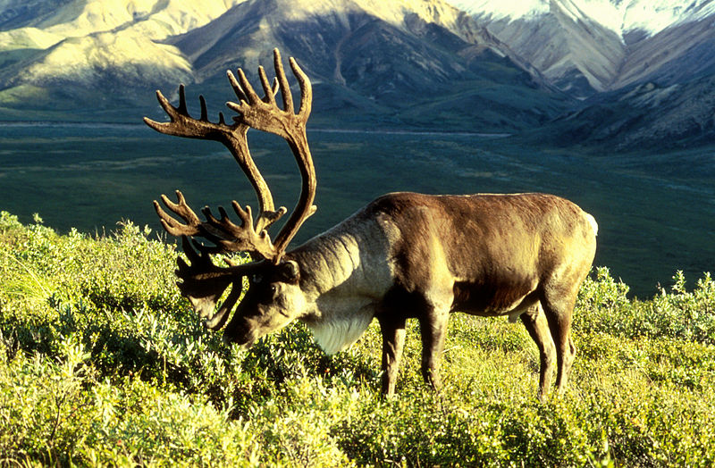 caribou-wikip-deanbigginsu.s.fishandwildlifeservice.jpg