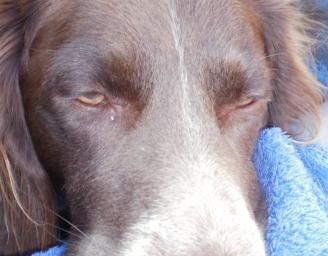 Zusammenarbeit für Jagdhunde in Not