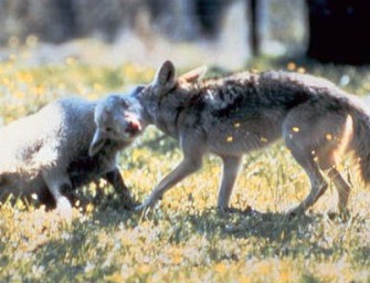 CDU Mecklenburg-Vorpommern: Wolfsschutz überdenken