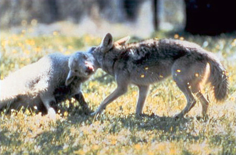 coyote_with_typical_hold_on_lamb-wiki-pd-usgov-usda.jpg