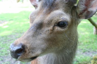 Damhirsch von Wolfsrudel gerissen