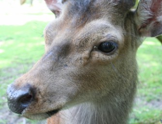 Damhirsch von Wolfsrudel gerissen