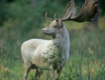 Oktober-Spezial: Damwildbrunft
