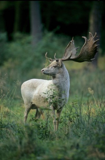 Oktober-Spezial: Damwildbrunft