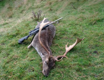 Niedersachsen: Steigende Damwildstrecken