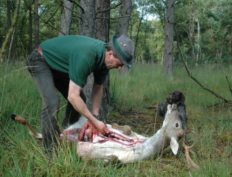 Damwild in Niedersachsen
