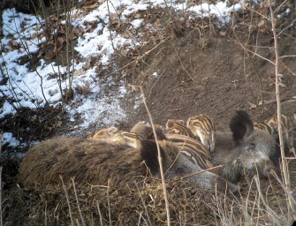 Das Ende der Schweinepest in Rheinland-Pfalz?