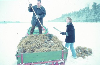 Wild richtig füttern