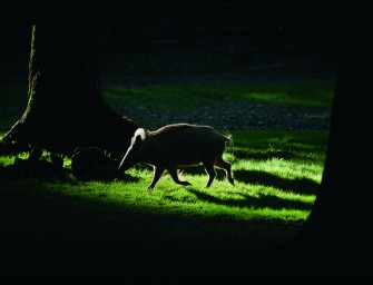 Druck im Feld – Druck im Wald!