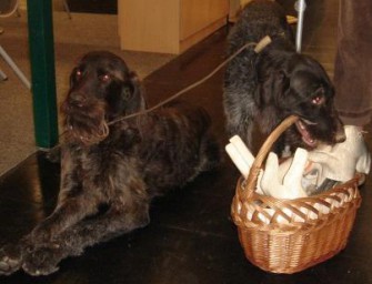 Sydney: Grooven auf vier Pfoten