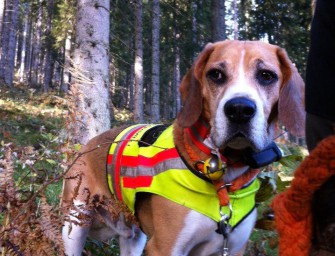 Beagle nach Jagd vermisst – Belohnung ausgesetzt