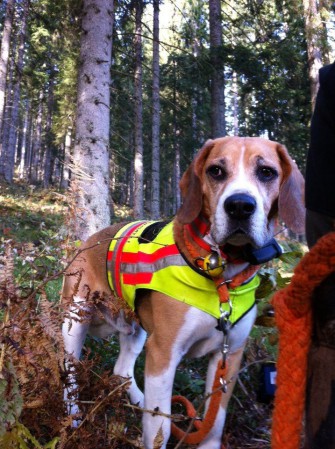Beagle nach Jagd vermisst – Belohnung ausgesetzt