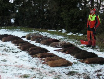 Strafanzeige wegen Drückjagd