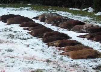 Rheinland-Pfalz: Sauen aus Wildkammer gestohlen