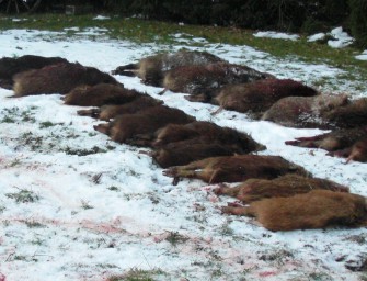Rheinland-Pfalz: Sauen aus Wildkammer gestohlen