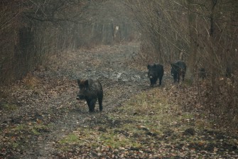 Im Kampf gegen die Afrikanische Schweinepest
