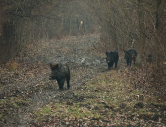 Im Kampf gegen die Afrikanische Schweinepest