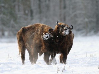 Wildtier des Jahres 2014