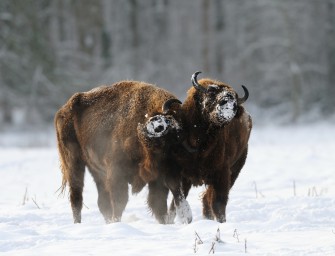 Wildtier des Jahres 2014