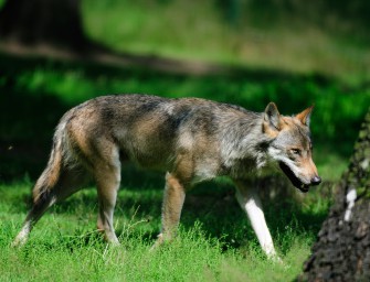 Erneut Wolf auf Autobahn überfahren