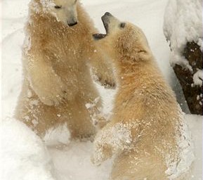 „Am Rande der Welt – Bärenleben in der Arktis.“