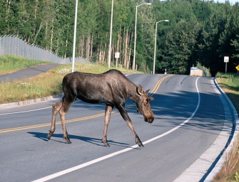 Elch bei Berlin überfahren