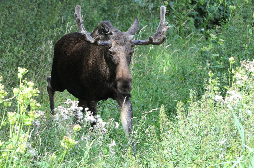 Elch, Alces alces