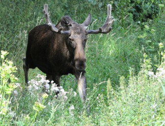 Jäger möchten keine Elchschäden zahlen