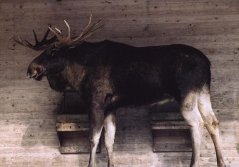 Elchjagd in Deutschland?