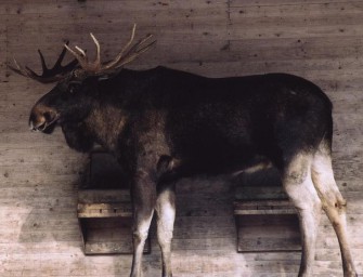 Elchjagd in Deutschland?