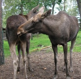 Eingewanderter Elchbulle verendet