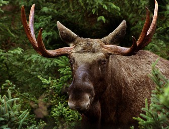 Rätselhafte Elchkrankheit in Schweden