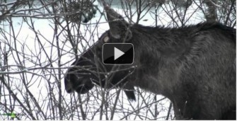 Erstes Video von Elchen in Bayern