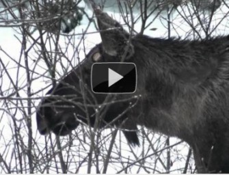 Erstes Video von Elchen in Bayern