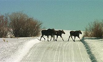Schweden: Tödlicher Jagdunfall