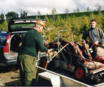 Schwedische Jägerin erlegt zwei Elche in drei Tagen