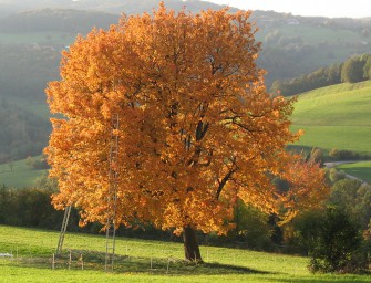 Baum des Jahres 2011
