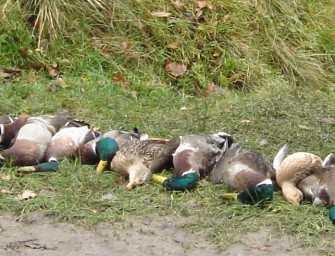 Ente lebendig begraben
